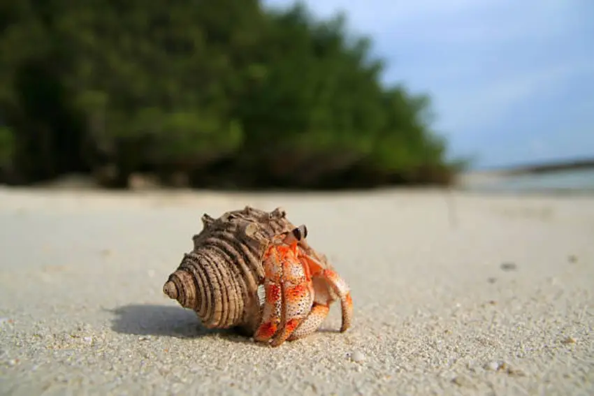 30 Hermit Crab Trivia Quiz Questions & Answers