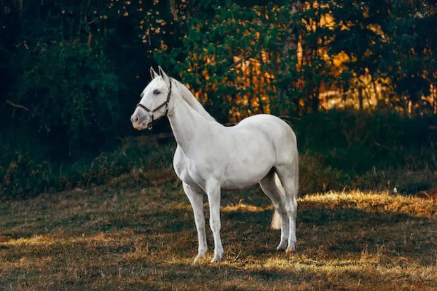 30 Horse Trivia Quiz Questions & Answers