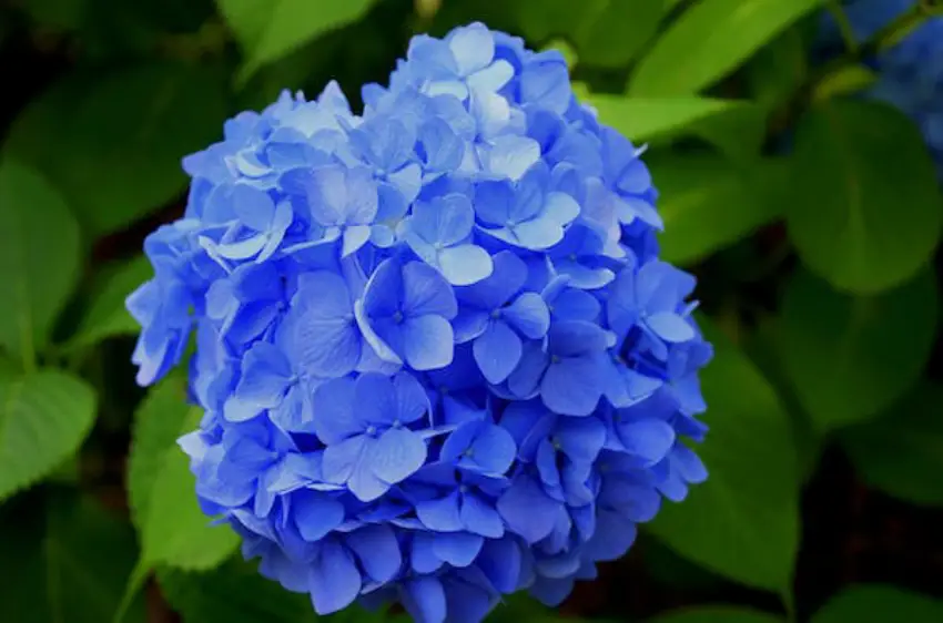 30 Hydrangea Trivia Quiz Questions & Answers