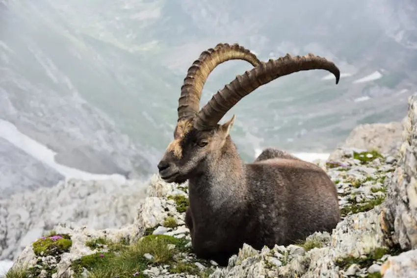30 Ibex Trivia Quiz Questions & Answers