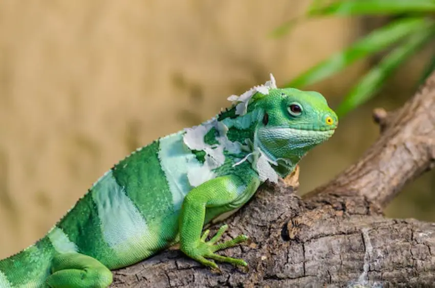 30 Lguana Trivia Quiz Questions & Answers