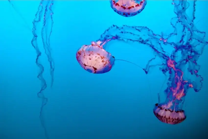 30 Jellyfish Trivia Quiz Questions & Answers