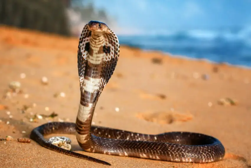 30 King Cobra Trivia Quiz Questions & Answers