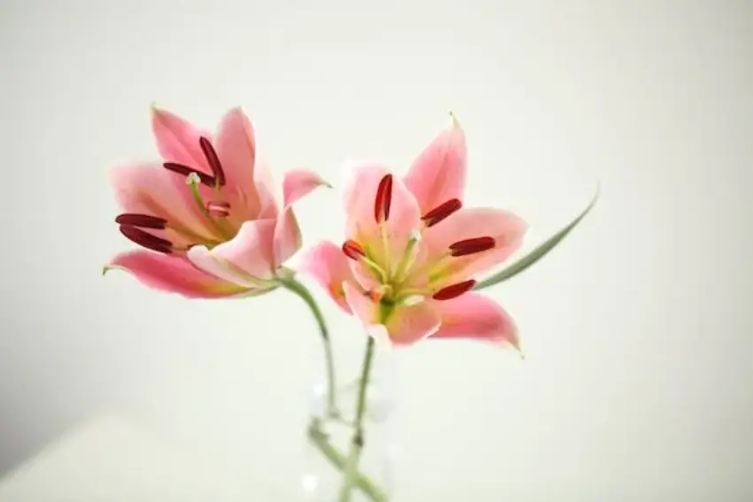 30 Lily Trivia Quiz Questions & Answers