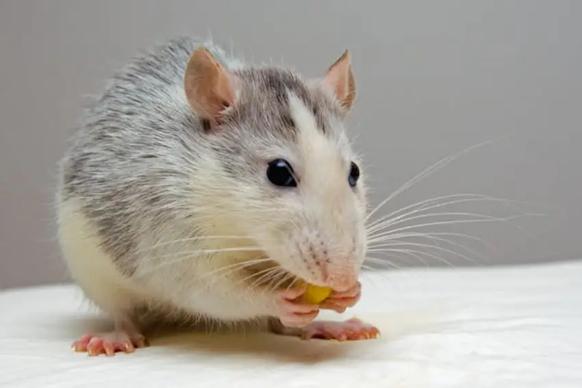 30 Mouse Trivia Quiz Questions & Answers