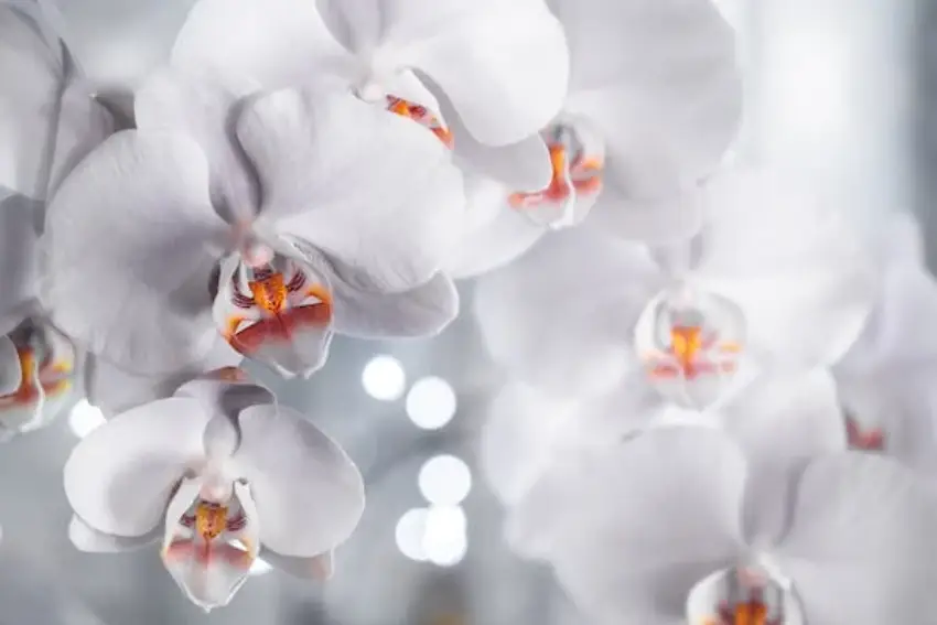 30 Orchid Trivia Quiz Questions & Answers