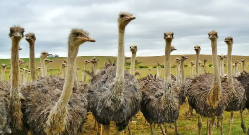 30 Ostrich Trivia Quiz Questions & Answers