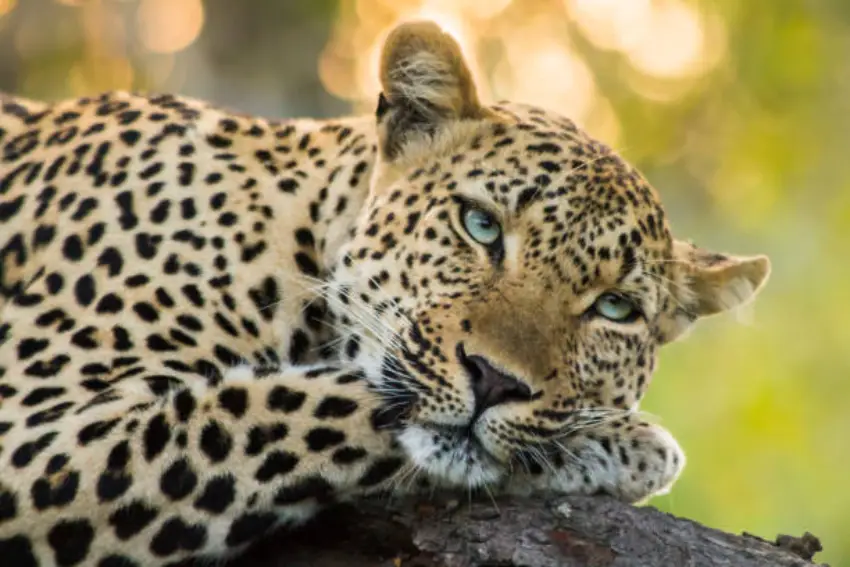 30 Panther Trivia Quiz Questions & Answers
