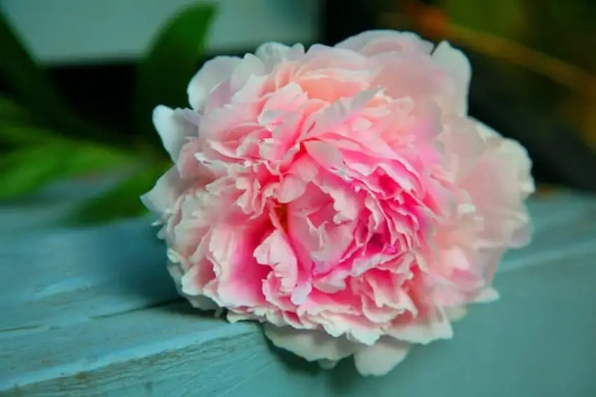 30 Peony Trivia Quiz Questions & Answers