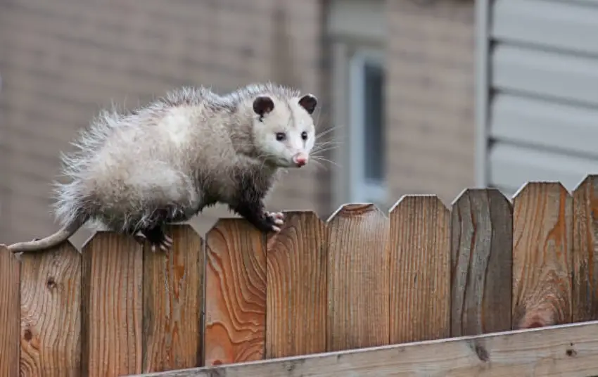 30 Possum Trivia Quiz Questions & Answers
