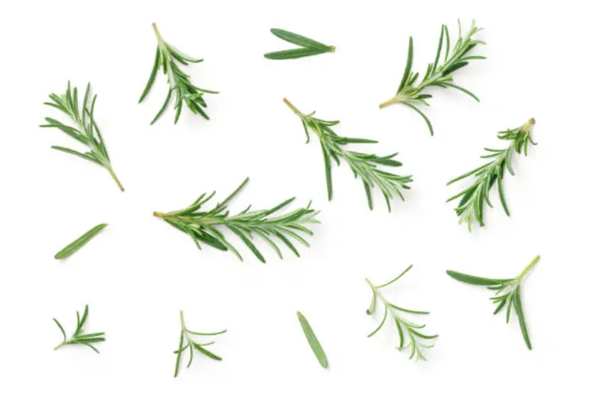 30 Rosemary Trivia Quiz Questions & Answers