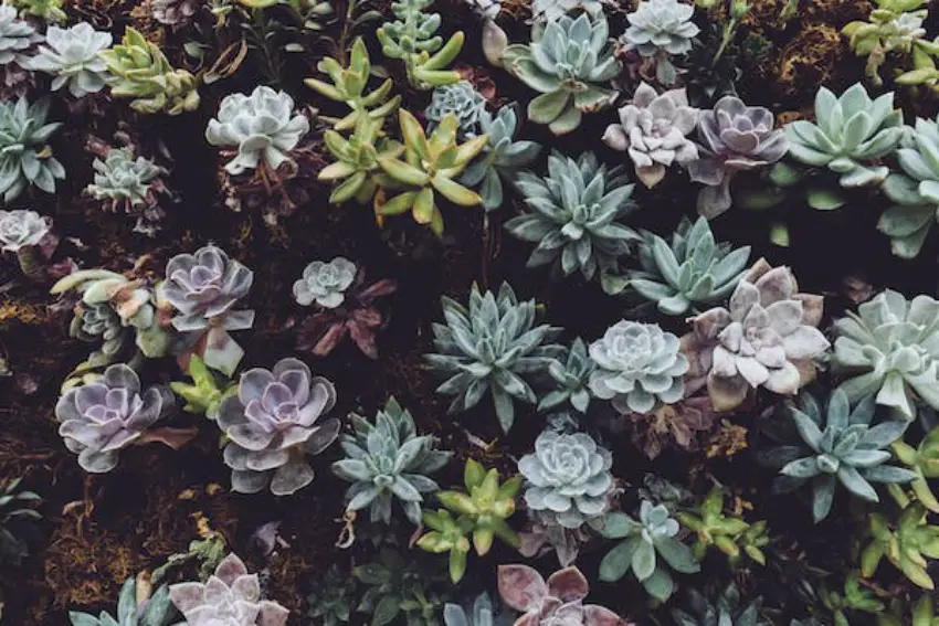 30 Succulent Trivia Quiz Questions & Answers