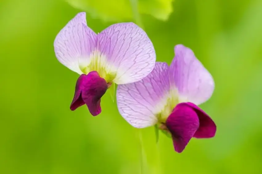 30 Sweet Pea Trivia Quiz Questions & Answers