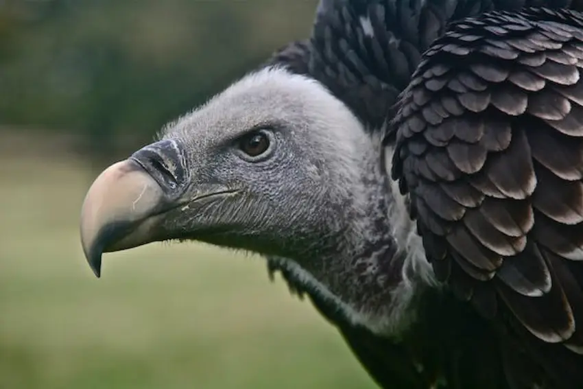 30 Vulture Trivia Quiz Questions & Answers