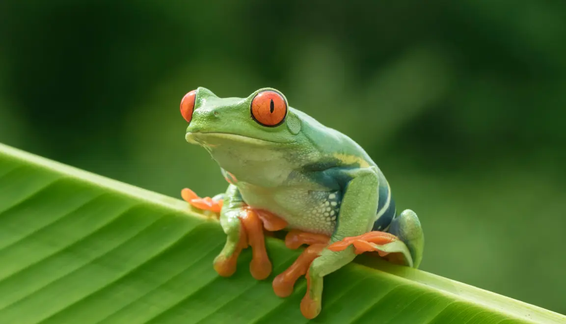 20 Amphibian Quiz Questions and Answers