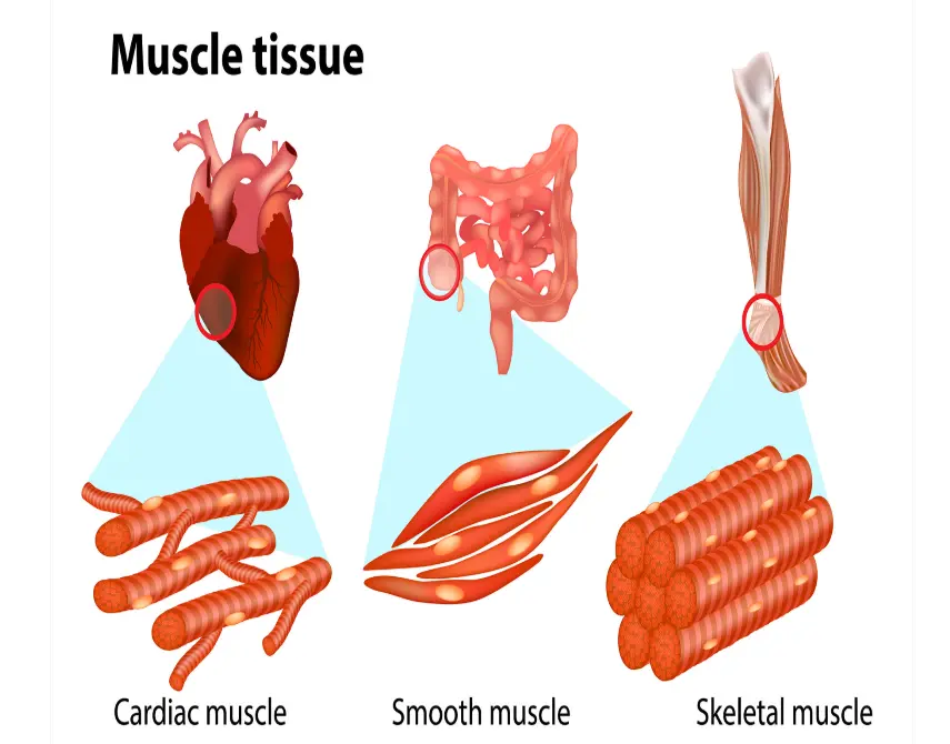 20 Muscle Tissue Quiz Questions and Answers