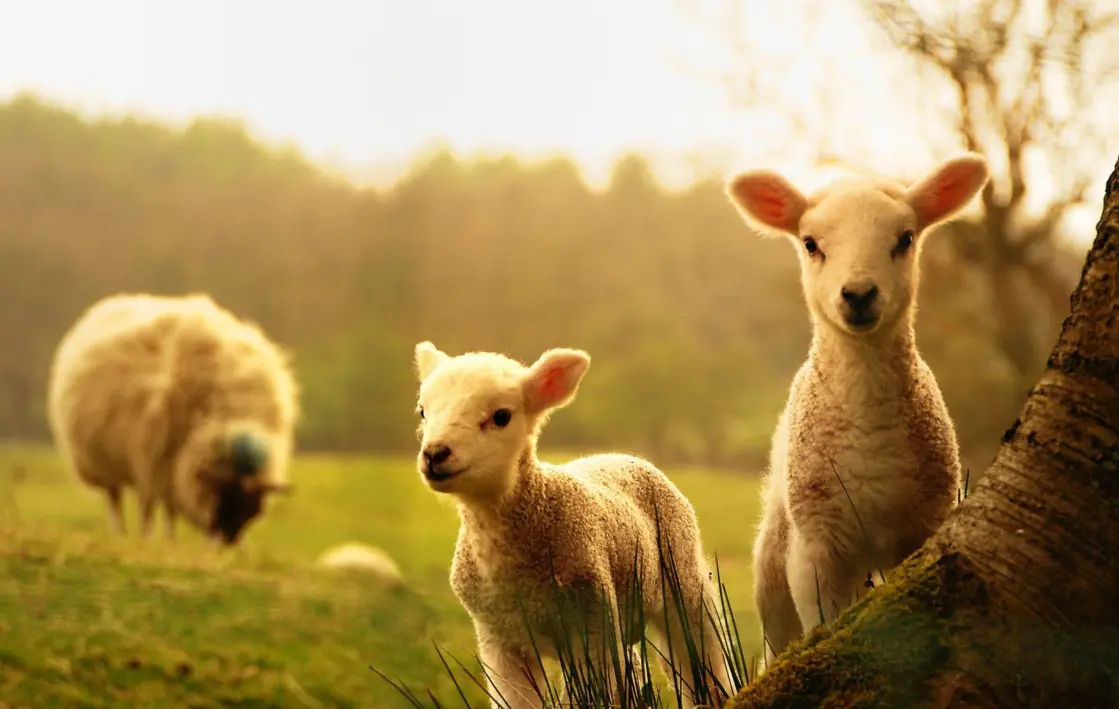 20 Farm Animals Quiz Questions and Answers