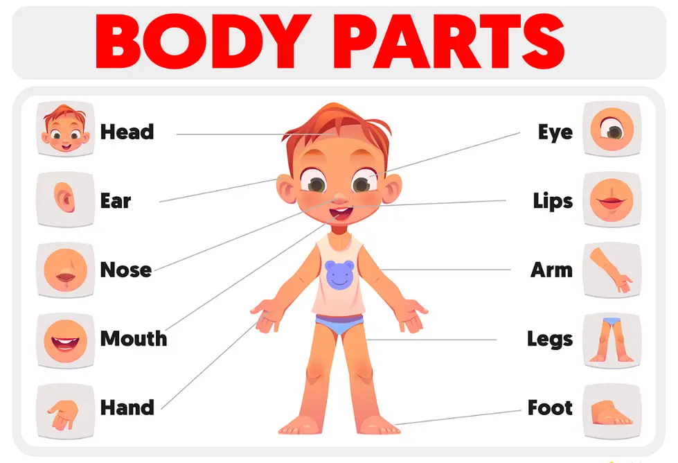 20 Body Parts Quiz Questions and Answers