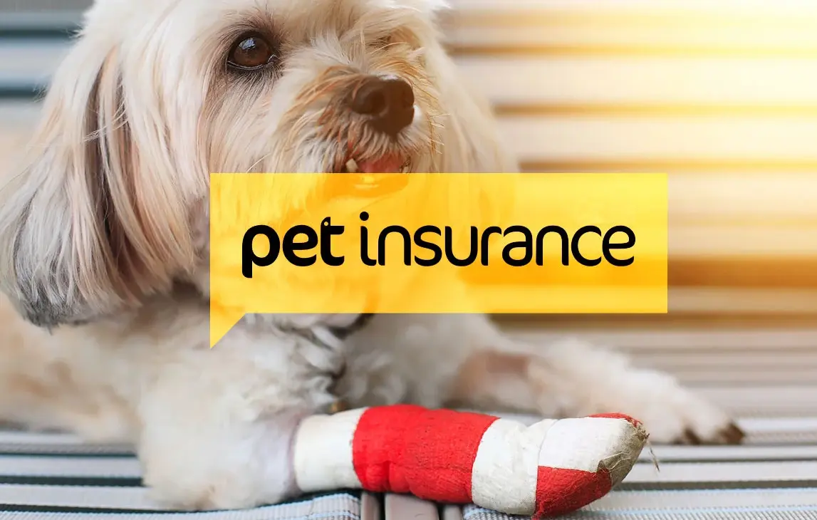 20 Pet Insurance Quiz Questions and Answers