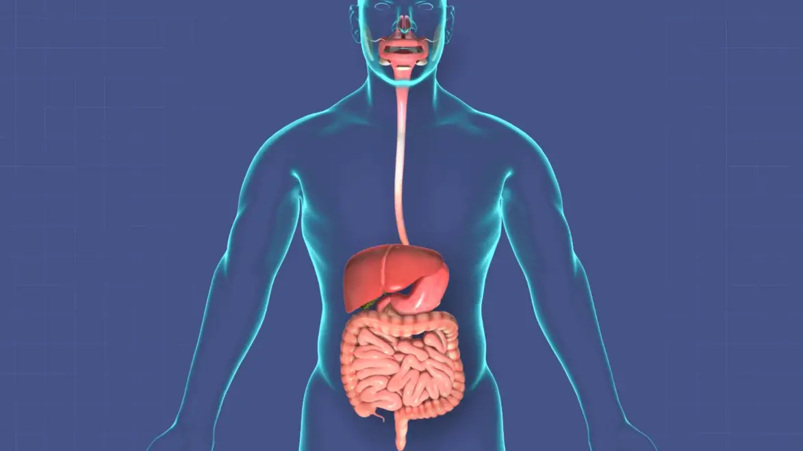 20 Digestive System Quiz Questions and Answers