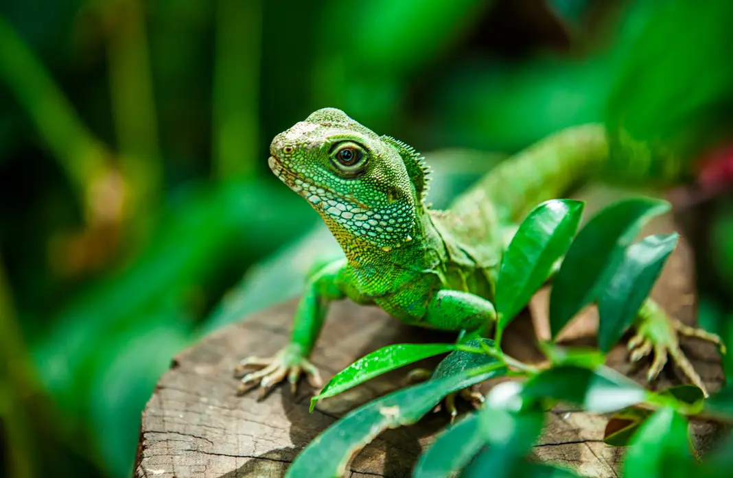 20 Reptile Quiz Questions and Answers