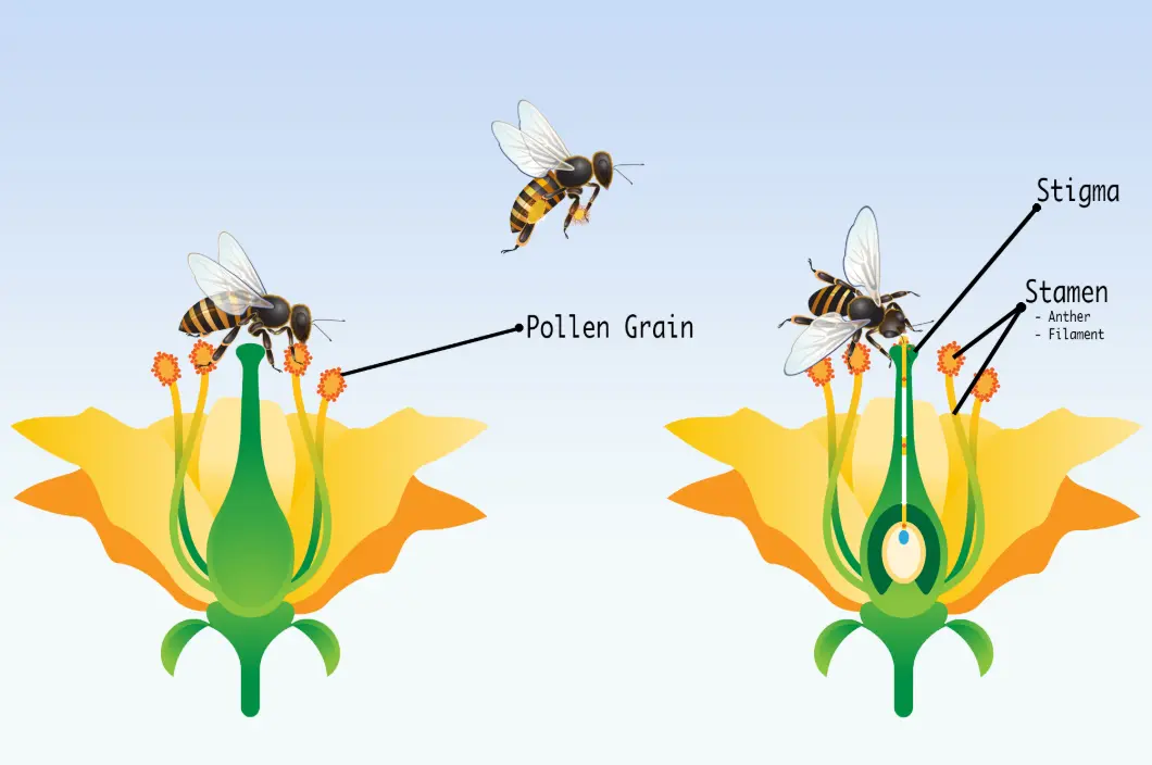 20 Pollination Quiz Questions and Answers