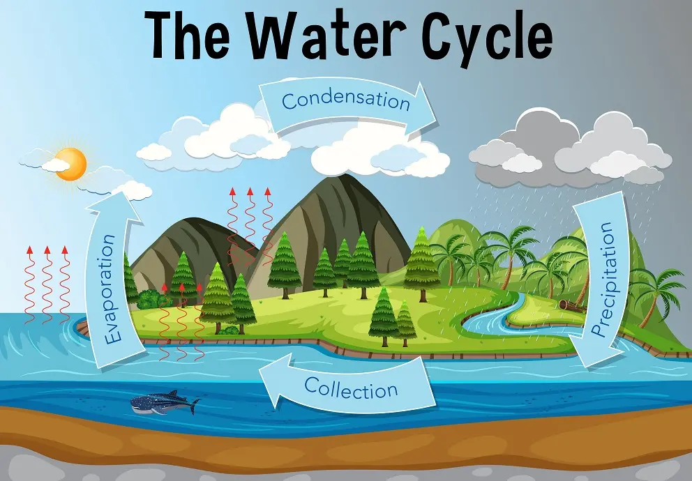 20 The Water Cycle Quiz Questions and Answers