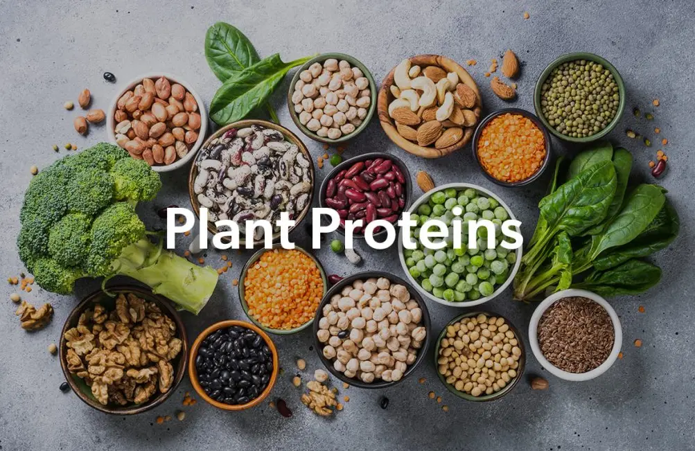 20 Protein Quiz Questions and Answers