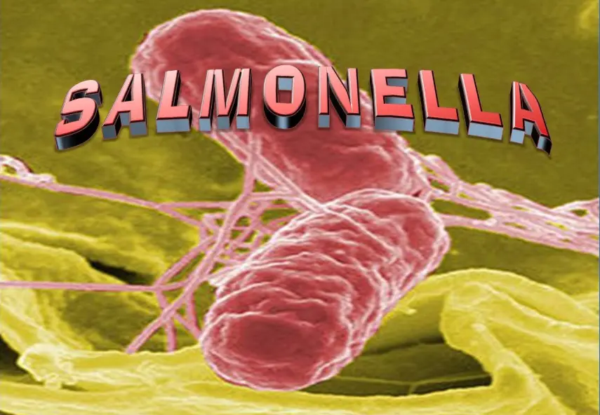 20 Salmonella Quiz Questions and Answers