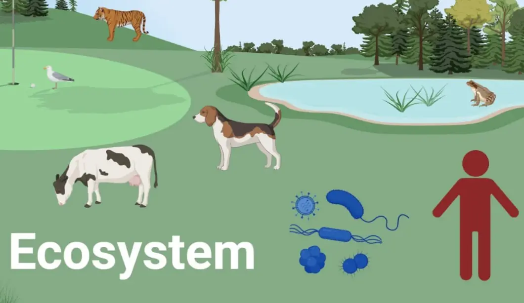 20 Ecosystem Quiz Questions and Answers