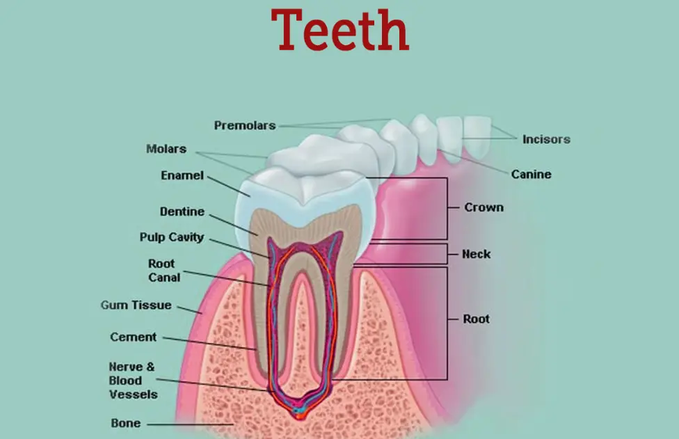 20 Teeth Quiz Questions and Answers