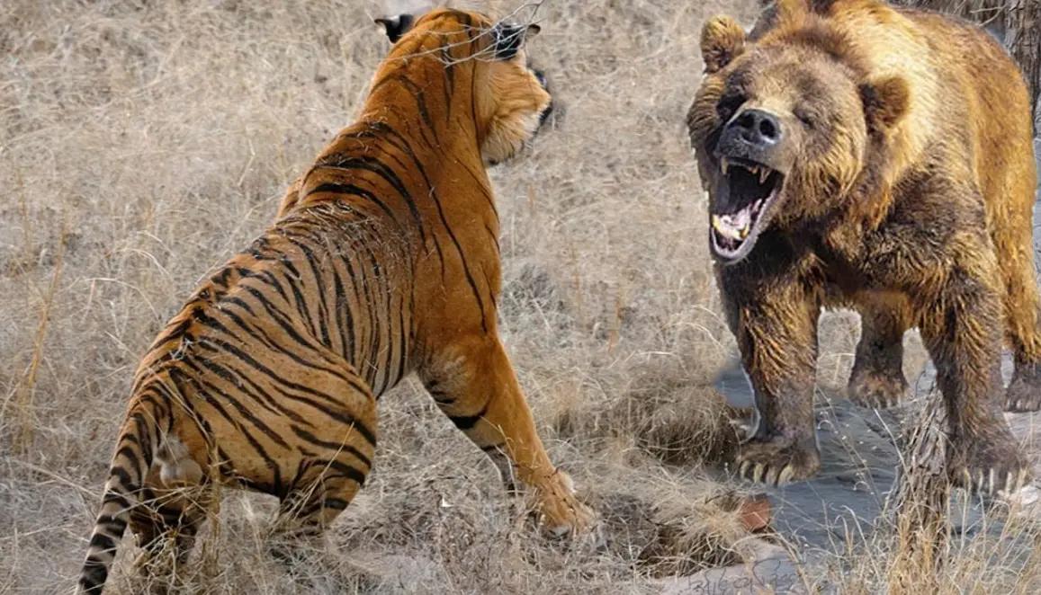 20 Animal Attacks Quiz Questions and Answers