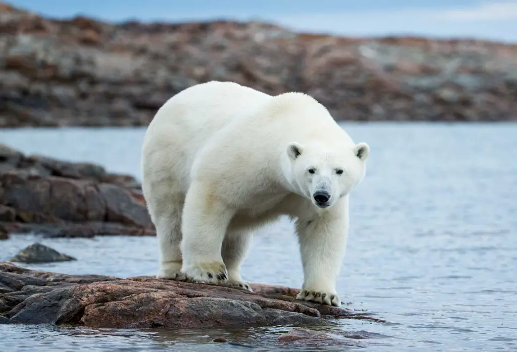 20 Polar Quiz Questions and Answers