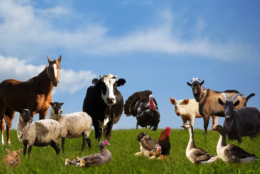 20 Animal Farm Quiz Questions and Answers