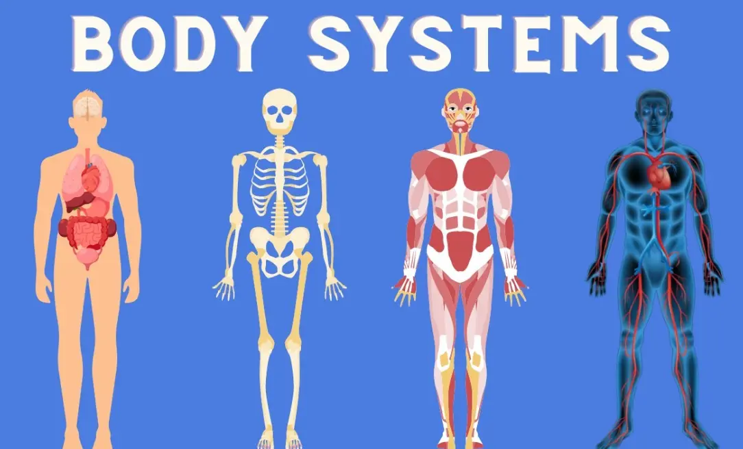 20 Body System Quiz Questions and Answers