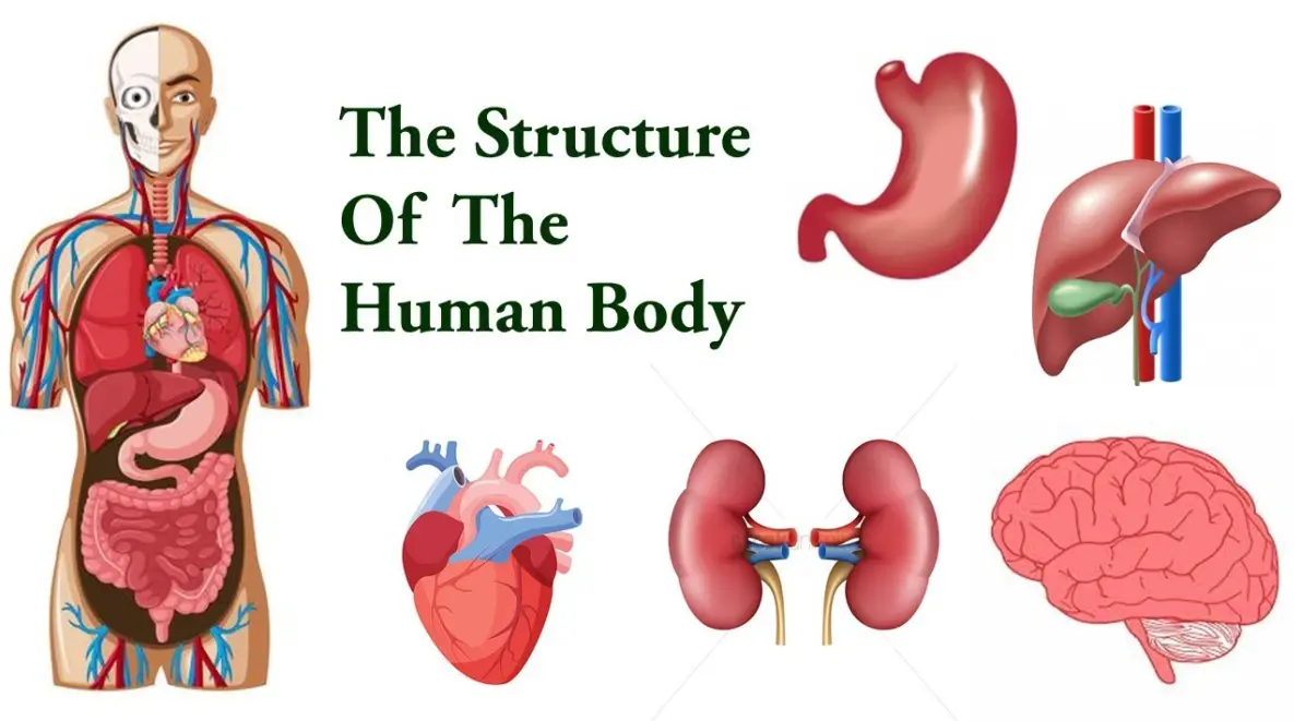 20 Body Structure Quiz Questions and Answers