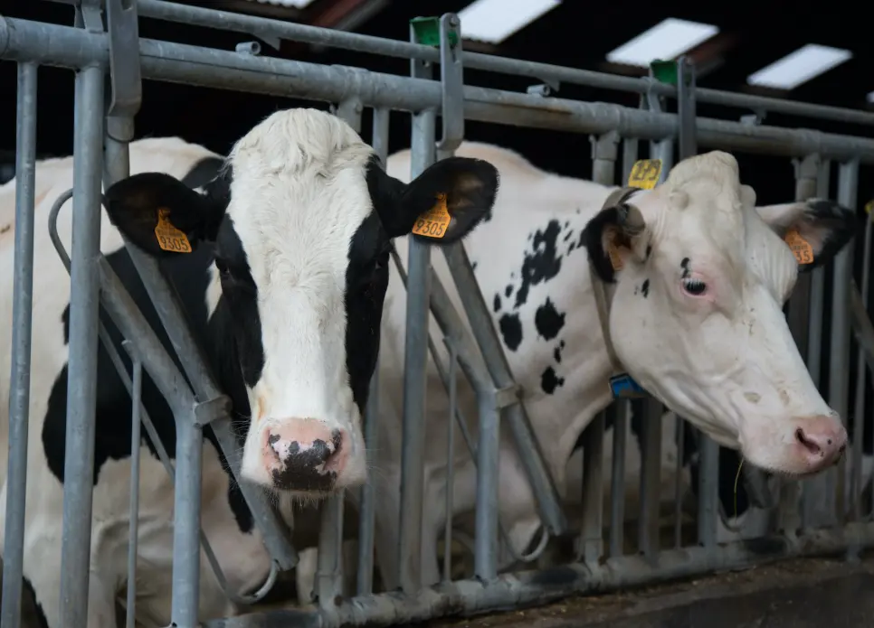 20 Dairy Farming Quiz Questions and Answers