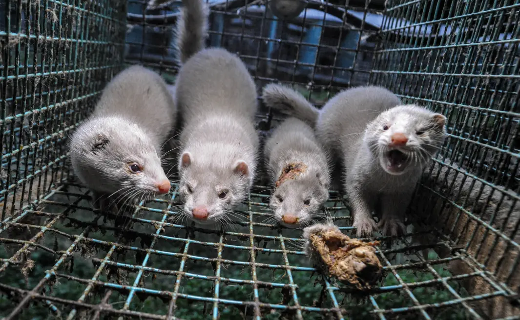20 Fur Farming Quiz Questions and Answers
