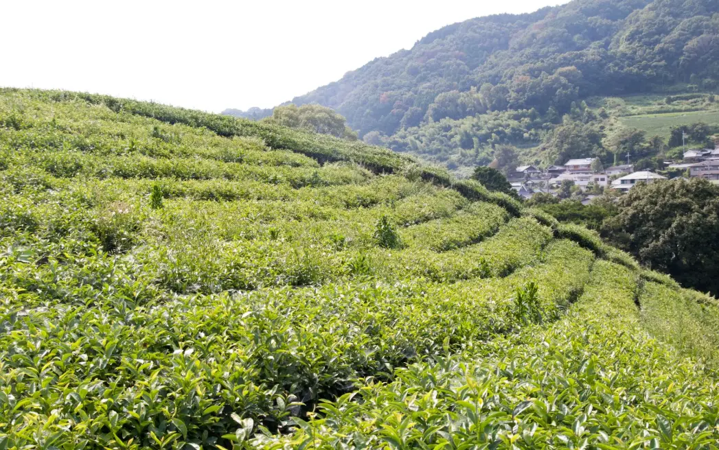 20 Tea Farming Quiz Questions and Answers