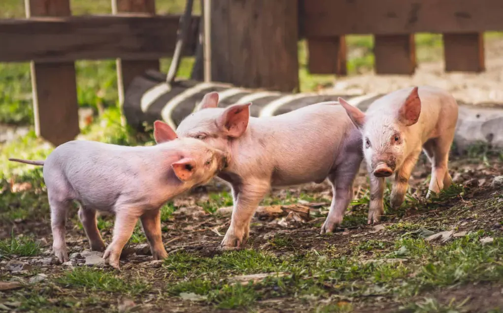 20 Pig Farming Quiz Questions and Answers