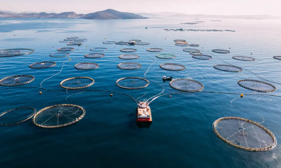 20 Fishing Industry Quiz Questions and Answers