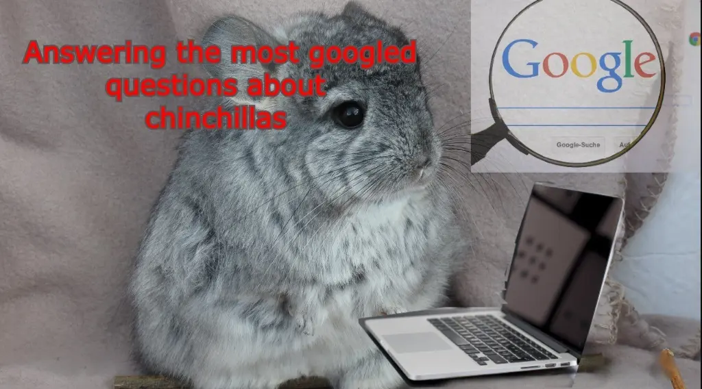 20 Google Chinchilla Quiz Questions and Answers