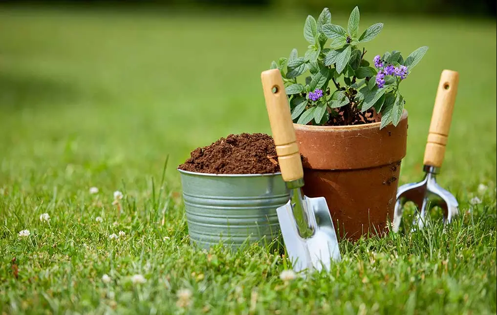 20 Garden Safety Quiz Questions and Answers