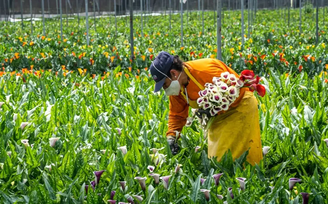 20 Floral Industry Quiz Questions and Answers