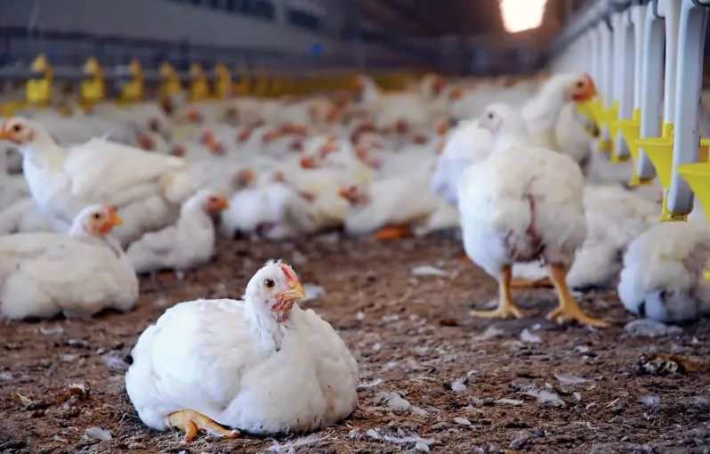 20 Chicken Farming Quiz Questions and Answers