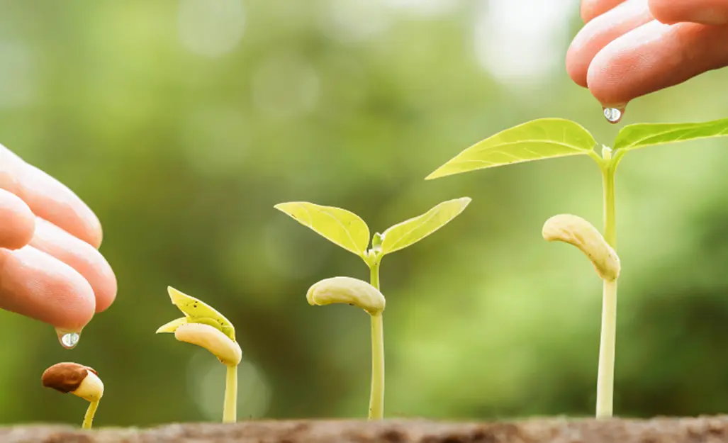 20 Seed Industry Quiz Questions and Answers