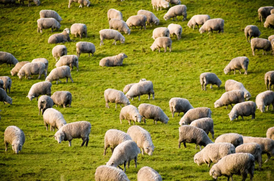 20 Sheep Farming Quiz Questions and Answers